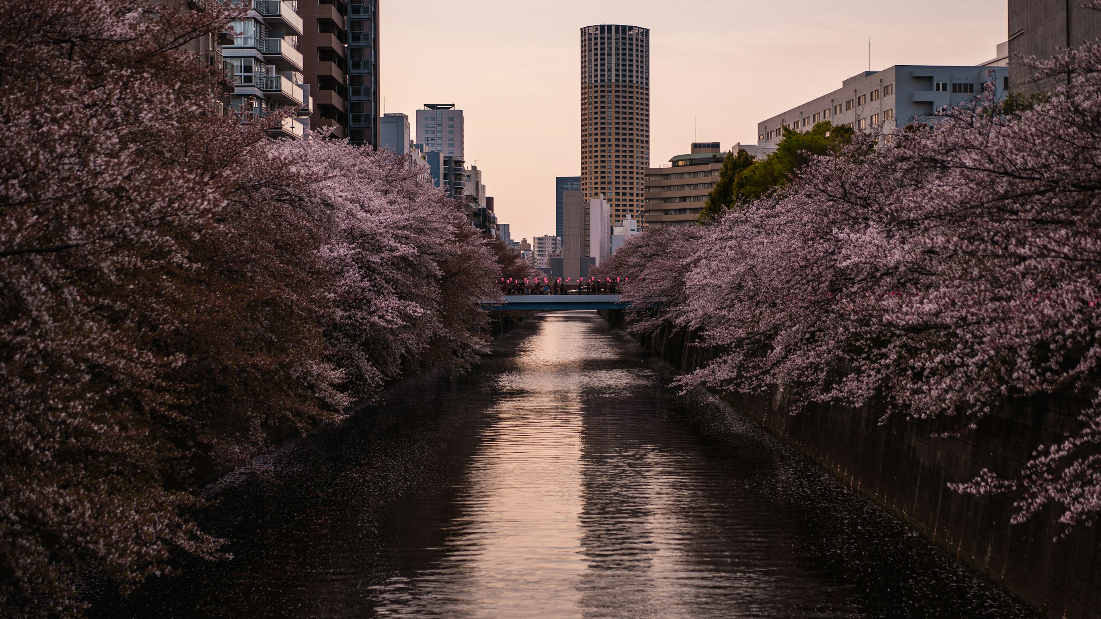 Cherry blossoms along Meguro River