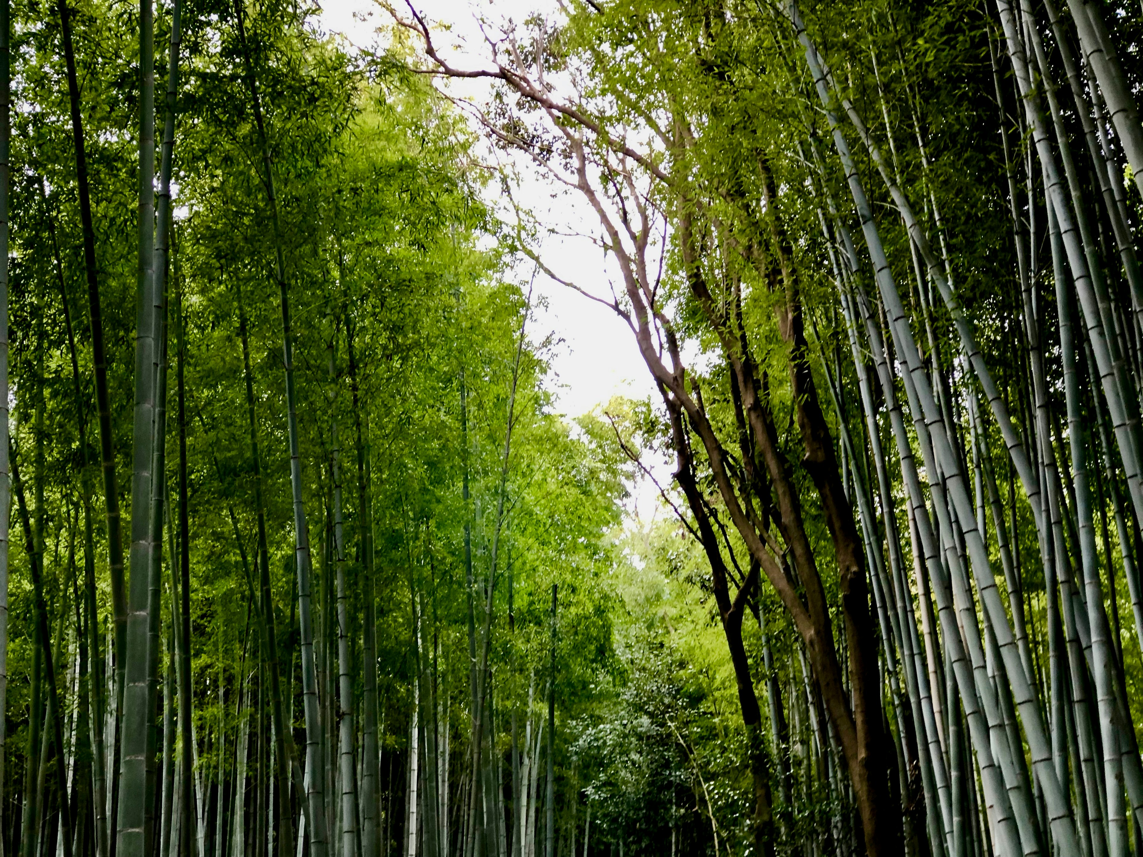 Bamboo forest in Arashiyama